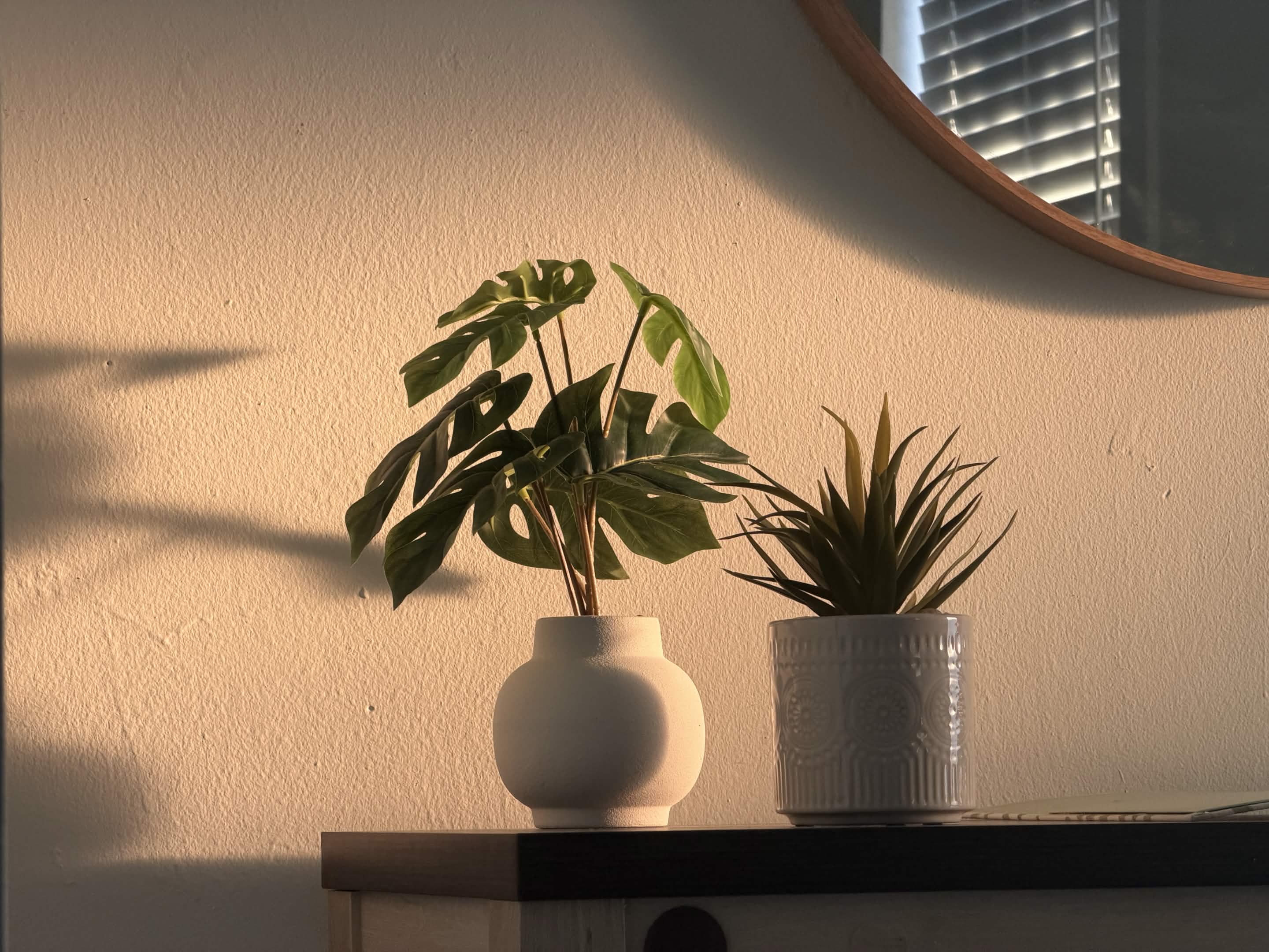 Warm interior detail — plants on a shelf in golden light
